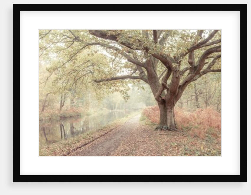 Canal through forest by Assaf Frank